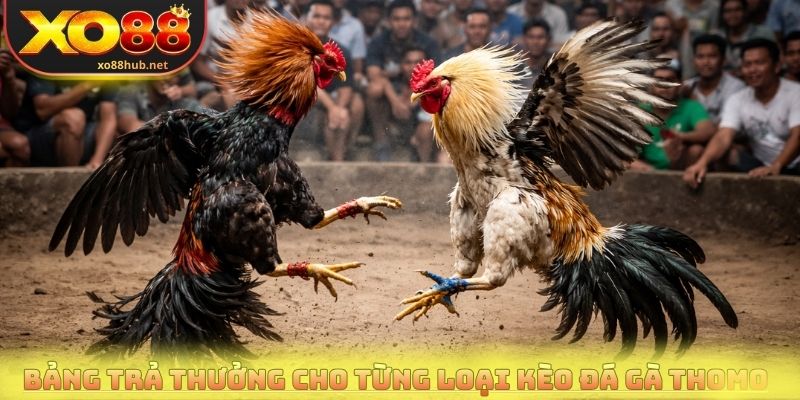 Đá Gà Tho Mo - Quy Định Thi Đấu Và Cách Đọc Kèo Chuẩn Xác 3 Bảng trả thưởng cho từng loại kèo đá gà Tho mo