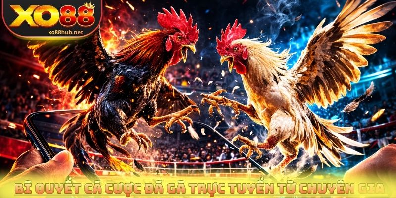 Bí quyết cá cược đá gà trực tuyến từ chuyên gia chia sẻ