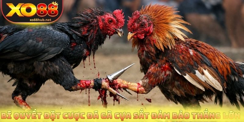 Bí quyết đặt cược đá gà cựa sắt đảm bảo thắng lớn