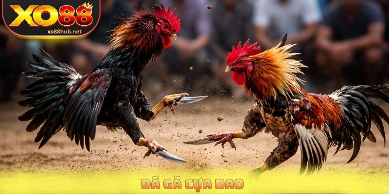 Đá Gà Cựa Dao Trực Tiếp Với Những Trận Đấu Nảy Lửa 3 Đá Gà Cựa Dao