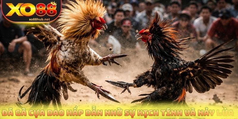 Đá gà cựa dao hấp dẫn nhờ sự kịch tính và nảy lửa
