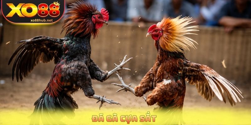 Đá Gà Cựa Sắt Xo88 - Nơi Hội Tụ Những Trận Đấu Đỉnh Cao 5 Đá Gà Cựa Sắt