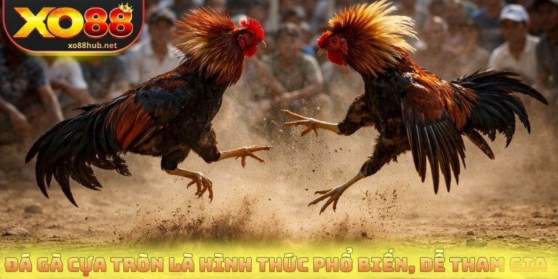 Đá gà cựa tròn là hình thức phổ biến vì dễ tham gia