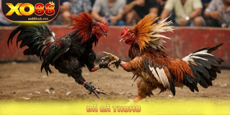 Đá Gà Tho Mo - Quy Định Thi Đấu Và Cách Đọc Kèo Chuẩn Xác 2 Đá Gà Tho Mo