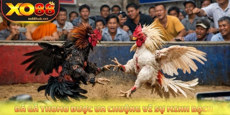 Đá Gà Tho Mo - Quy Định Thi Đấu Và Cách Đọc Kèo Chuẩn Xác 2 Đá gà Tho mo được người chơi ưa chuộng vì sự minh bạch