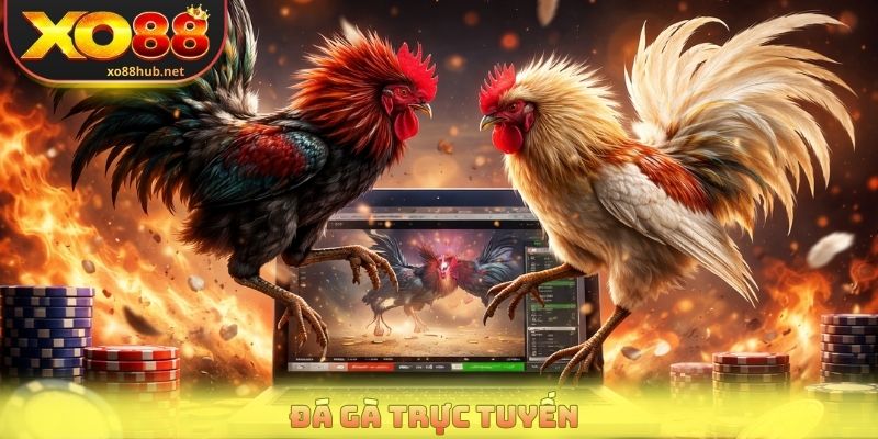 Đá Gà Trực Tuyến - Xem Live Đỉnh Cao, Cược Nhanh Dễ Dàng 1 da ga truc tuyen
