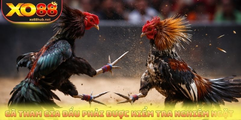 Gà tham gia đấu phải được kiểm tra nghiêm ngặt