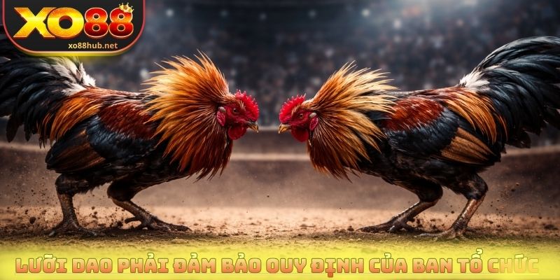 Lưỡi dao phải đảm bảo quy định của ban tổ chức