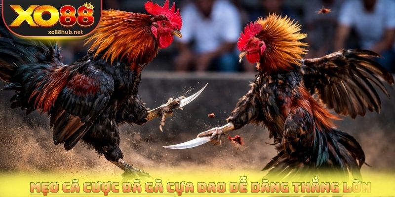 Mẹo cá cược đá gà cựa dao dễ dàng thắng lớn
